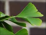 F�r Christine: Ein Ginkgo Blatt als Gl�cksbringer.