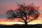 Schon wieder dieser Baum, der hier durch den Morgenhimmel sch�n zur Geltung kommt.