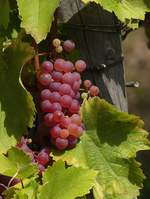 Die Trauben an der Mosel sehen nicht sehr lecker und gesund aus, es gibt auch sehr, sehr viele davon und das l�sst auf einen hervorragenden Jahrgang hoffen.