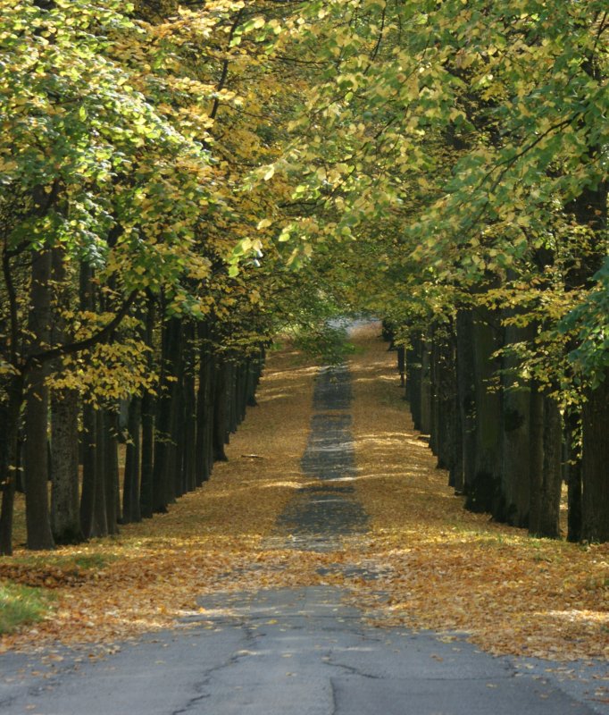 Weg in den Herbst
(Oktober 2008)