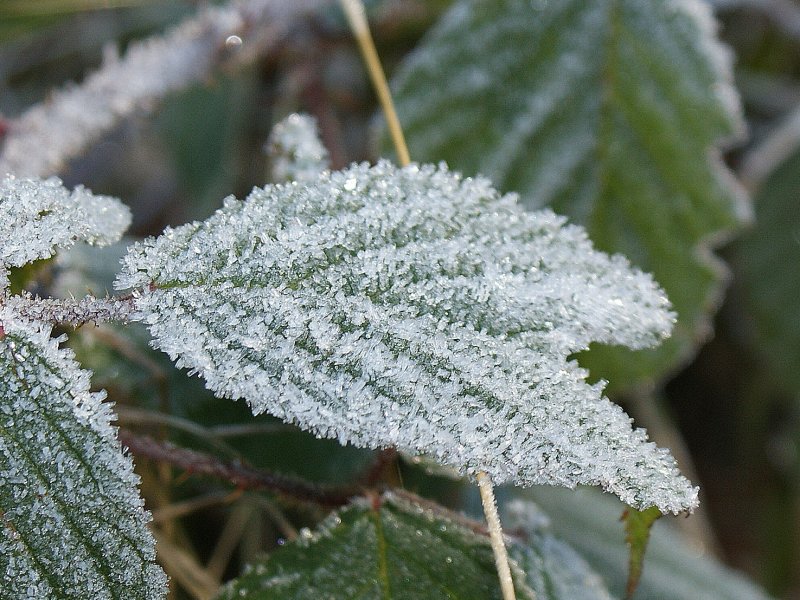 Zuckerblatt- der Frost zeigt seine k�nstlerische Seite.
(Oktober 2009)